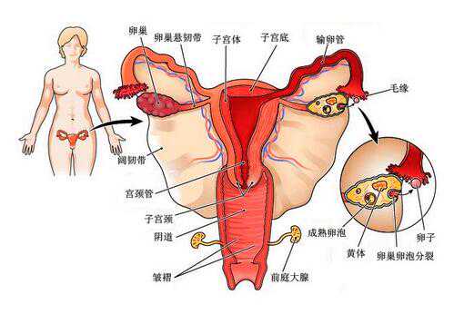 孕妇不吃饭对苏州高龄借卵价格有什么影响